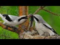 Дерзкий хищник серый сорокопут - Птицы России - Фильм 23 - Great gray Shrike