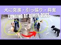 琉球犬MIX3歳。強い引っ張り、犬を見ると突進、二足歩行、喧嘩を売る暴れん坊。