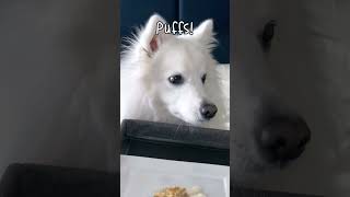 Cute DOG has BREAKFAST in BED  but there's a problem! #breakfast #dog #funny