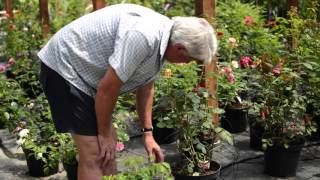 Gartenparadies Painer Und Unsere Produkte