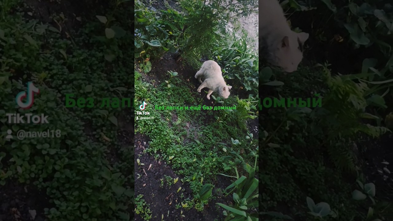 Котик без лапки зимой отморозил 