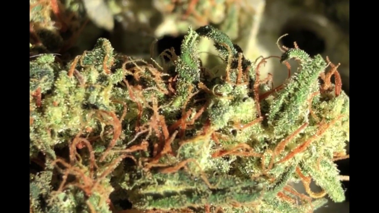 Home Grown CBD Flower