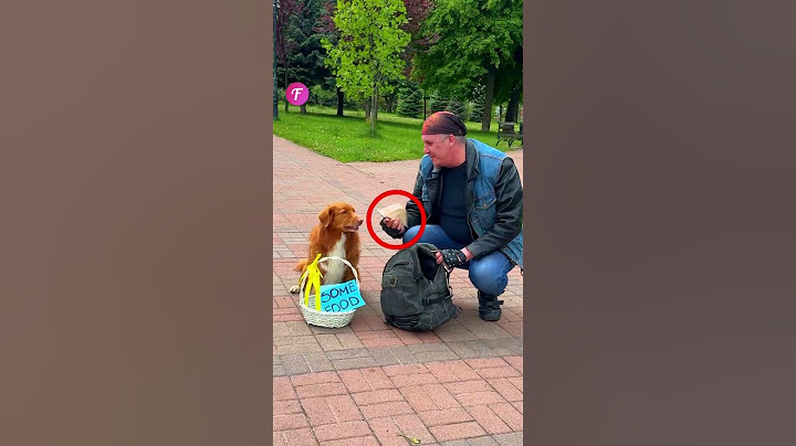 Kindness 🐶 Dog's Heartwarming Act Inspires Generosity #kindness #dog #shorts