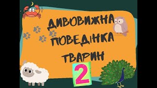 Дивовижна поведінка тварин 2 (Інфасотка)