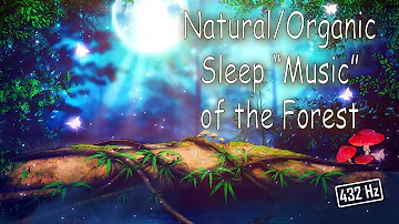 Night forest - Natural/Organic Sleep “Music” of the Forest (8 hours)