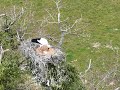 First glimpse of eggs for white stork project in 2022