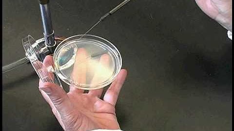 Micro eGuide - Streak Plate Technique