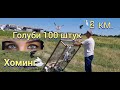 Голуби 100 штук хоминг 2 км t+32 Pigeons 100 pieces homing 2 km t + 32