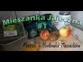 Mieszanka jajeczno - owocowa #1 - Jedna z propozycji :) | Mateo - Hodowla