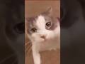 i wonder if it refreshed you.. #cat