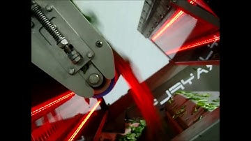 Rayfly optical sorting machine for unwashed Spinach baby leaves | RAYTEC VISION SpA