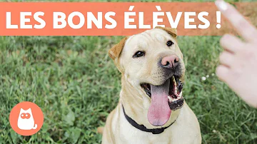 Quels sont les chiens les plus faciles à élever