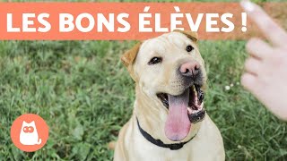 RACES de CHIENS FACILES à ÉDUQUER ✅ TOP 10