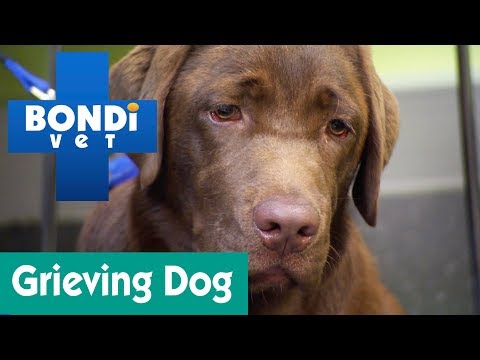 Video: Ask A Vet: Can Dogs Feel Grief?