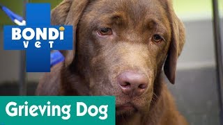 How To Help A Grieving Dog? | Ask Bondi Vet