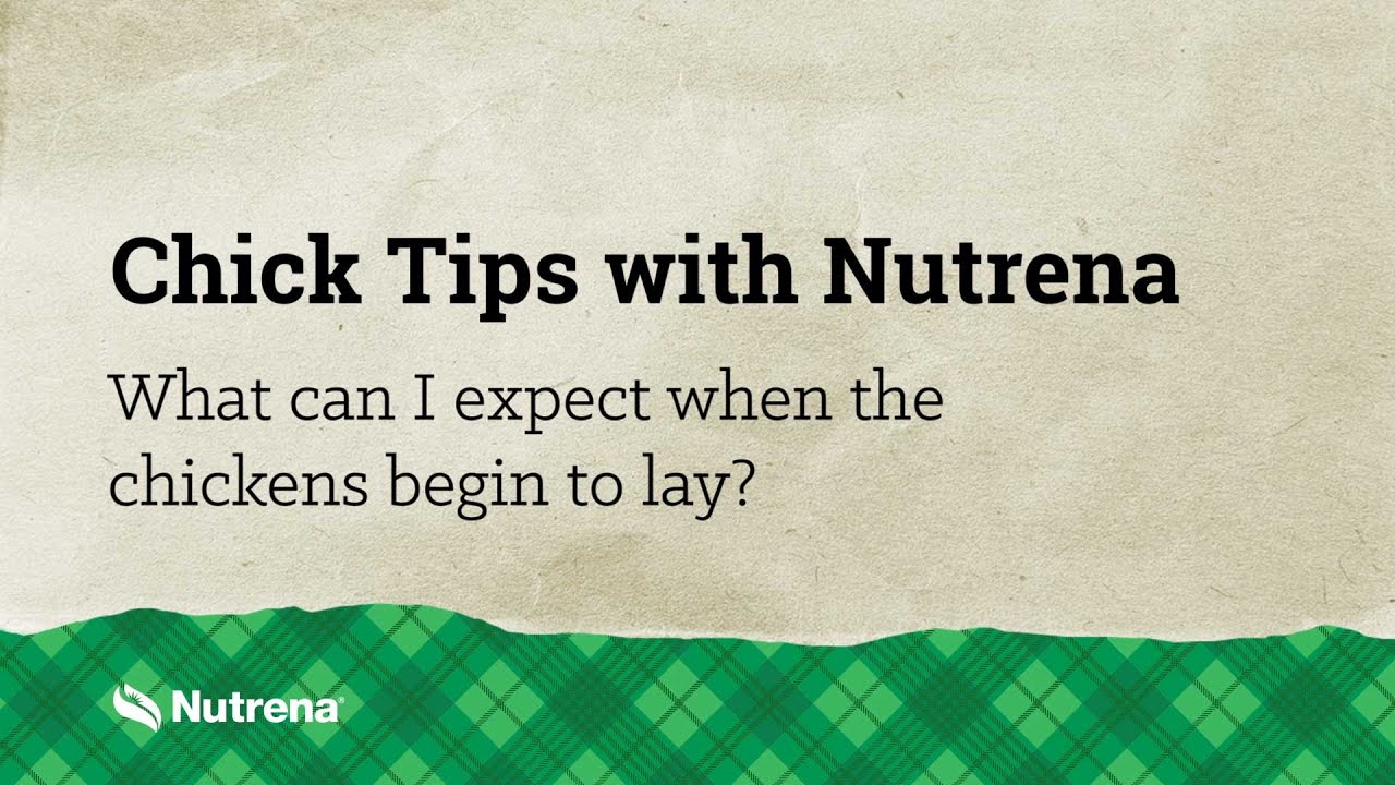 Chick Tips with Nutrena: What can I expect when the chickens begin to ...