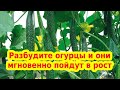 РАЗБУДИТЕ ОГУРЦЫ И ОНИ МГНОВЕННО ПОЙДУТ В РОСТ//  Что делать не растут огурцы