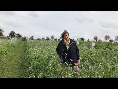 Видео: Какво засаждате след зелено торене?