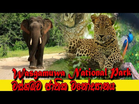 Wasgamuwa Jathika wana uddiyanaya | වස්ගමුව  #National #Park | #travel | Sri Lanka  | kassa | Animal