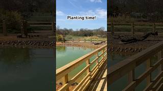 Just Add Plants… #ClaphamWetlands