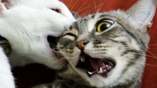 New Cute and Funny Animals 2024 🤣 Funniest Cats and Dogs Videos #43