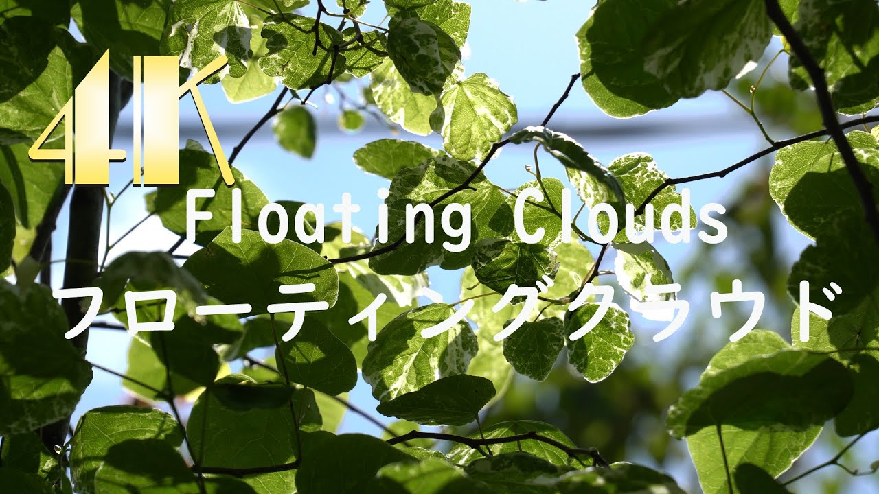 4K] フローティングクラウド アメリカハナズオウ 2020 - YouTube