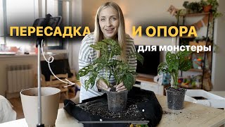 видео: Пересадка и опора для монстеры🔥 картинка: Пересадка и опора для монстеры🔥