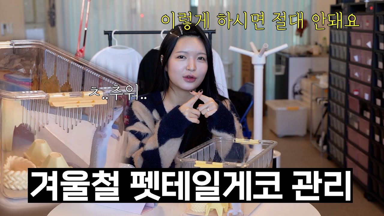 겨울철 펫테일 게코 관리, 이 영상 하나면 끝!