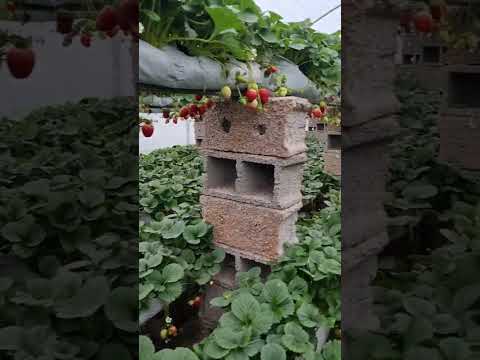 ቪዲዮ: Camarosa Strawberry ምንድን ነው - የካማሮሳ እንጆሪዎችን ለማብቀል ጠቃሚ ምክሮች