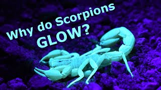 Why Scorpions GLOW under Black Lights? The Truth About Invertebrate Monsters of the Desert Night