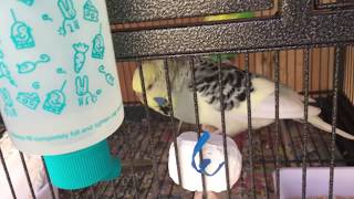 Budgie Breeding Journal 1 - Pair A by AllAboutBudgies 4,405 views 5 years ago 10 minutes, 24 seconds
