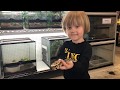 2 year old shows Ball Python