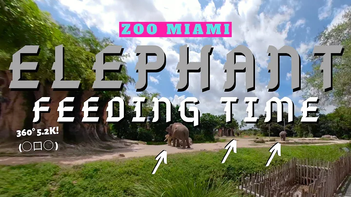 Eating Elephant Continued! - Zoo Miami - Full 360° VR Experience!
