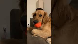 Never lets go of his fav ball #dogs #dogshorts #goldenretriever #golden #shortsvideo #puppy #doglove