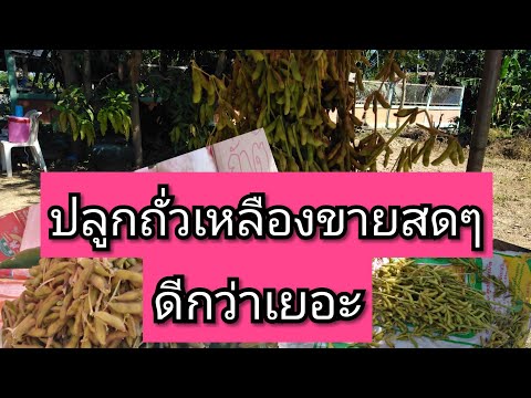 การปลูกถั่วเหลือง#ขายสดๆ#รายได้งาม