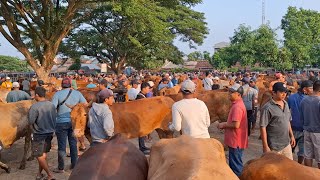 Download Lagu KUALITAS BAGUS‼️HARGA MASIH TINGGI || UPDATE SAPI LEMU ||  MP3