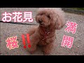お花見満開/わんこと思い出作りのお出かけ