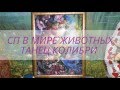 Вышивка бисером. СП В мире животных. Танец колибри. #1 отчёт.