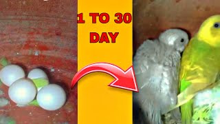 BUDGIES EGGS TO BABY 1 TO 30 DAYS