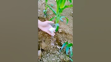 The process of corn fertilization = good methods can increase efficiency