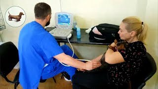 Такса & Собака: 🐶 Таксы - Такса Софи на УЗИ (лечение таксы) Что лучше одной таксы? Только три таксы! Такса & Собака: 🐶 Таксы - Такса Софи на УЗИ (лечение таксы) Что лучше одной таксы? Только три таксы!