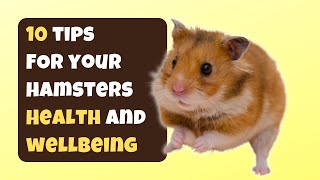 10 Tips For Your Hamsters Health and Wellness