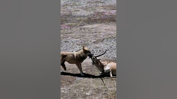 💥高原狼捕猎藏原羚 Plateau wolves hunt Tibetan antelope #animal 【跟着图尔去旅行】