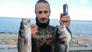 Ahmet Maden Zıpkınla Büyük Levrek Avı Spearfishing Seabass