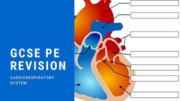 Mr Mason GCSE PE: 1.2 Structure and functions of the cardiorespiratory system