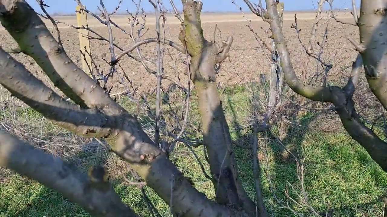 Rezidba šljive, loša rezidba,