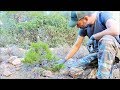 Pine Tree Υamadori Hunting Vol. 3 - Bonsai Inspiration From Nature