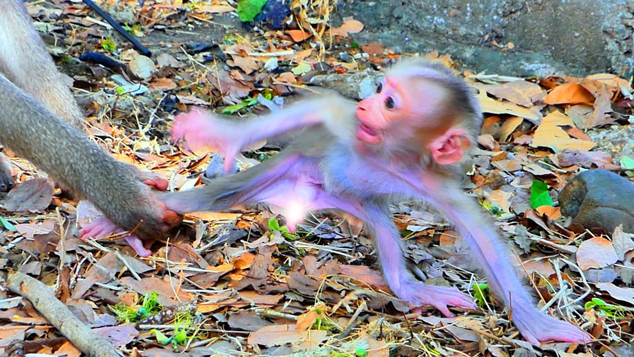 Protective Mama ROZITA Gently Keeps Her Baby Close During Playtime 🐒💛.