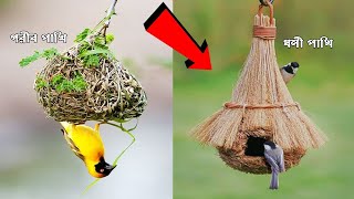 এই পাখিদের বাসা তৈরির কৌশল দেখে বিজ্ঞানীরাও অবাক !! 10 Amazing Birds Nests