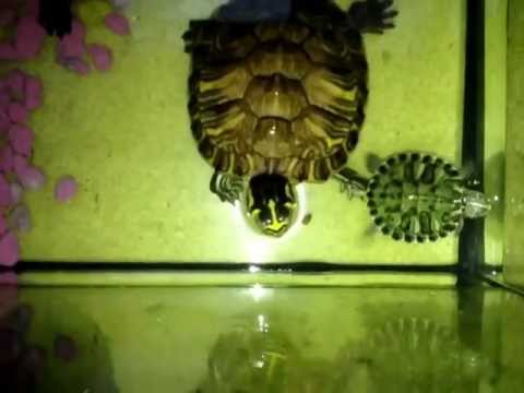 Video: Unde Să Vezi Broaște țestoase în Florida